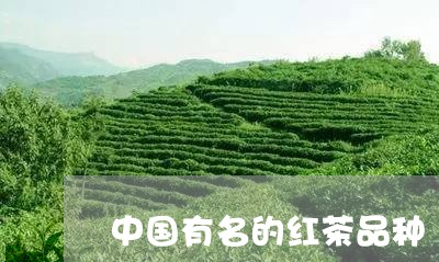 中国有名的红茶品种/2023032137282