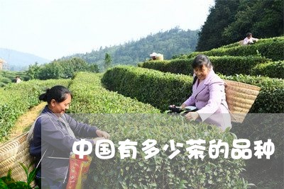 中国有多少茶的品种/2023041759715