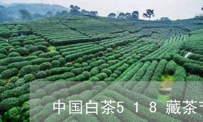 中国白茶518藏茶节茶王/2023033001723