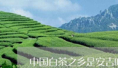 中国白茶之乡是安吉吗/2023040147258