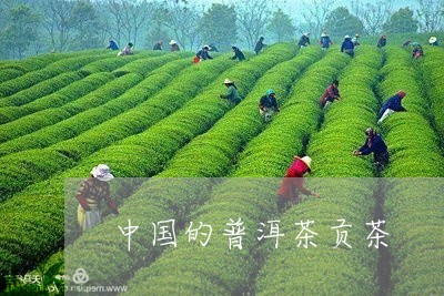 中国的普洱茶贡茶/2023041238582