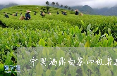 中国福鼎白茶印级花茶一号/2023040142584