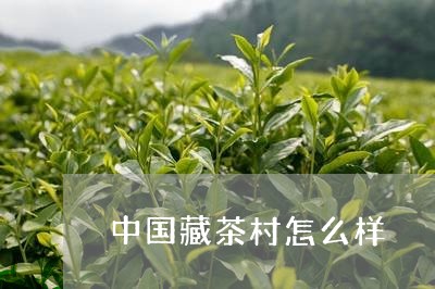 中国藏茶村怎么样/2023032459481