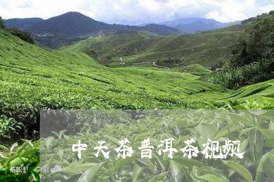 中天茶普洱茶视频/2023031736402