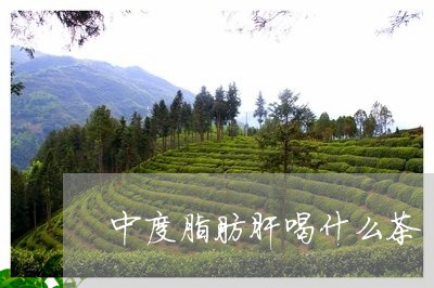 中度脂肪肝喝什么茶/2023041579494