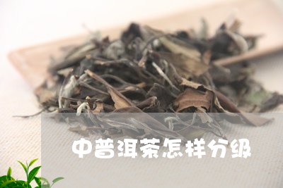 中普洱茶怎样分级/2023040957593