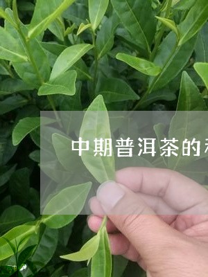 中期普洱茶的利弊/2023041279434