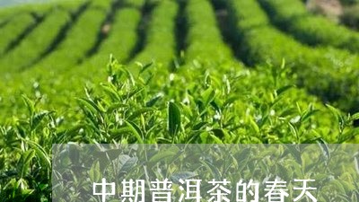 中期普洱茶的春天/2023031654048