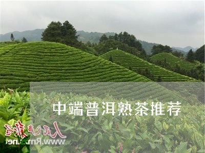 中端普洱熟茶推荐/2023032991794