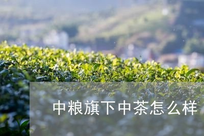 中粮旗下中茶怎么样/2023041784937