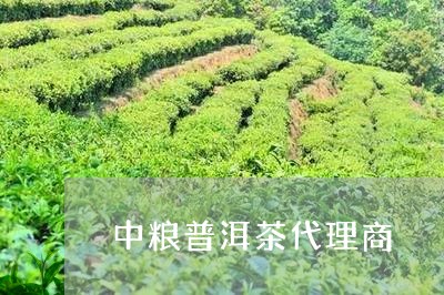 中粮普洱茶代理商/2023033069461