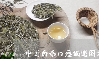 中芽白茶口感描述图表大全/2023040132807