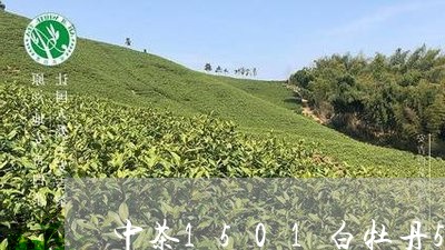 中茶1501白牡丹50g/2023033053084