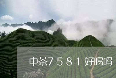 中茶7581好喝吗/2023041749492