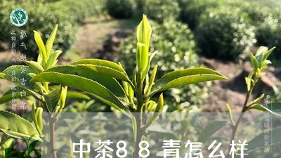 中茶88青怎么样/2023032540514