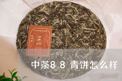 中茶88青饼怎么样/2023041732139