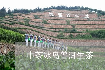 中茶冰岛普洱生茶/2023033014158