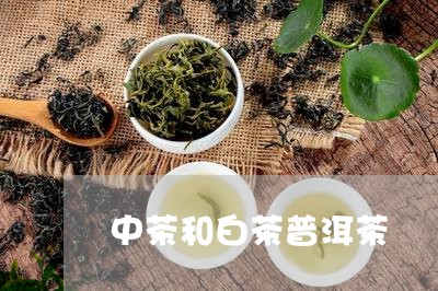 中茶和白茶普洱茶/2023031884051