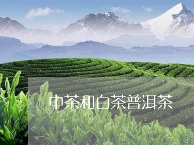 中茶和白茶普洱茶/2023041350803