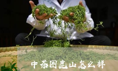 中茶困鹿山怎么样/2023032530603