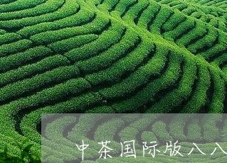 中茶国际版八八青饼/2023041709646