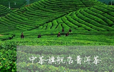 中茶旗舰店普洱茶/2023031838259