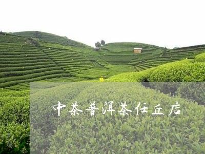 中茶普洱茶任丘店/2023041144727