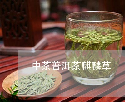 中茶普洱茶麒麟草/2023031542694