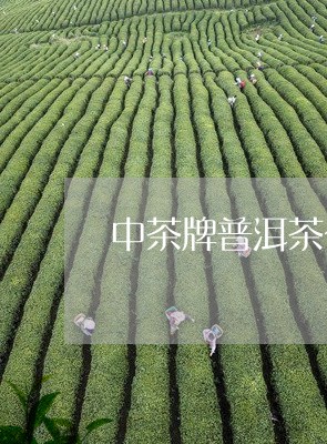 中茶牌普洱茶公司/2023031604959