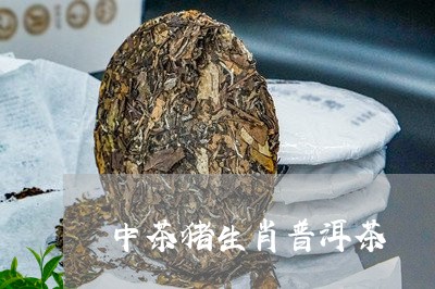 中茶猪生肖普洱茶/2023031689603