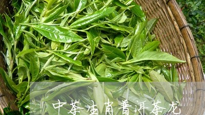 中茶生肖普洱茶龙/2023041150613