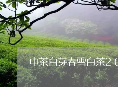 中茶白芽春雪白茶2016/2023033155837