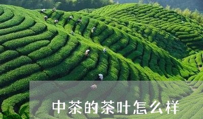 中茶的茶叶怎么样/2023041354080