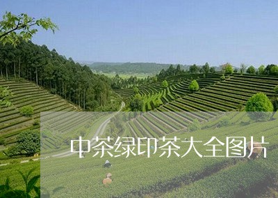 中茶绿印茶大全图片/2023041690503