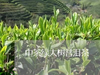 中茶绿大树普洱茶/2023031601704