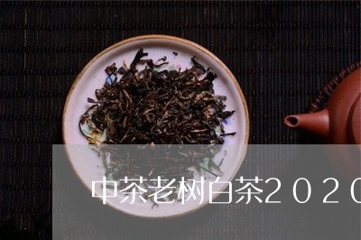 中茶老树白茶2020品鉴/2023033046562