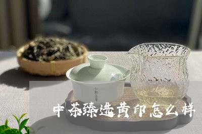 中茶臻选黄印怎么样/2023041717381