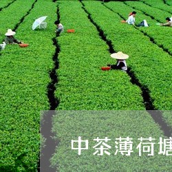 中茶薄荷塘多少一饼/2023032103716