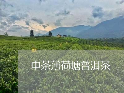 中茶薄荷塘普洱茶/2023041442715