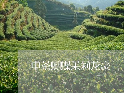 中茶蝴蝶茉莉龙豪/2023032541703