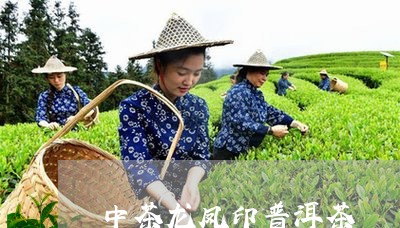 中茶龙凤印普洱茶/2023031506251