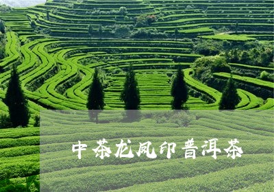 中茶龙凤印普洱茶/2023041157259