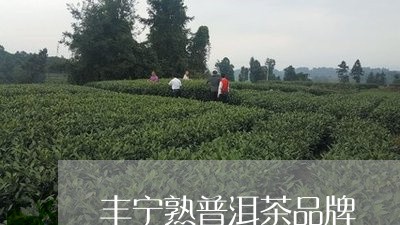 丰宁熟普洱茶品牌/2023031662716