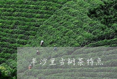 丰沙里古树茶特点/2023032610593