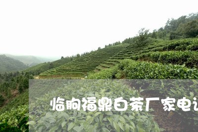 临朐福鼎白茶厂家电话号码/2023033186160