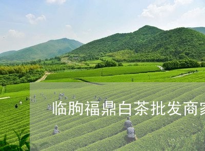 临朐福鼎白茶批发商家电话/2023033185948