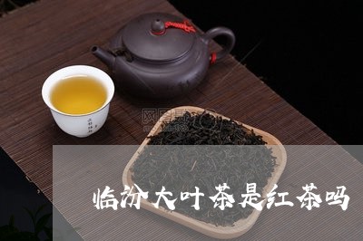 临汾大叶茶是红茶吗/2023041412717