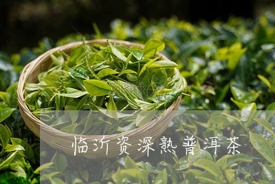 临沂资深熟普洱茶/2023041093049