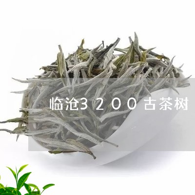 临沧3200古茶树/2023041631816