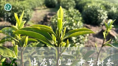 临沧900年古树茶/2023032160593